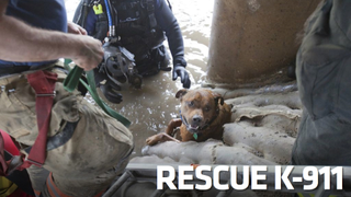 This Amazing Dog Rescue May Be The Coolest Thing You'll See Today